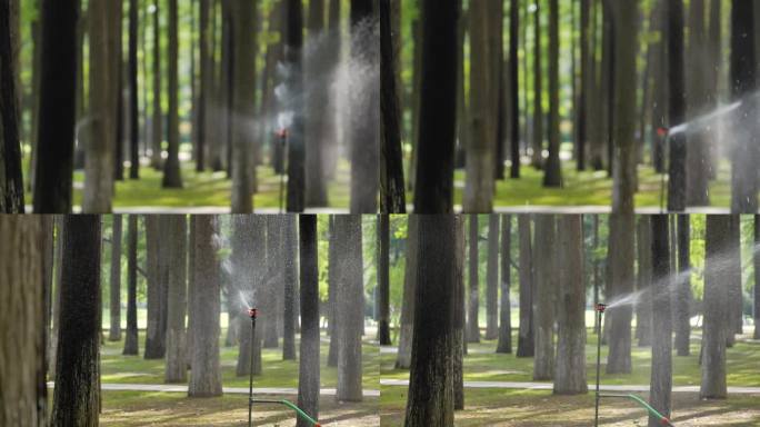 杉树浇灌灌溉喷灌滴灌喷淋自动洒水