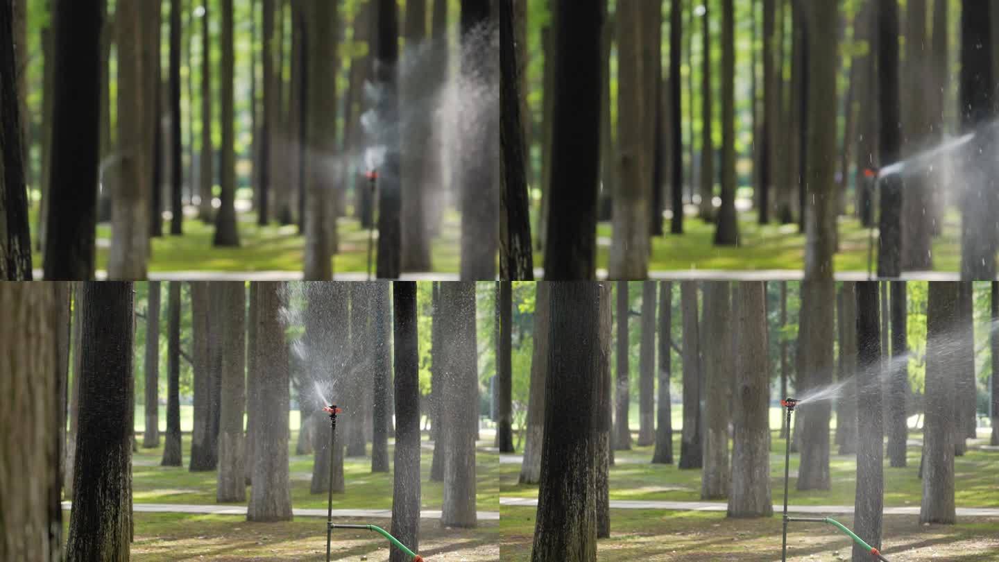杉树浇灌灌溉喷灌滴灌喷淋自动洒水