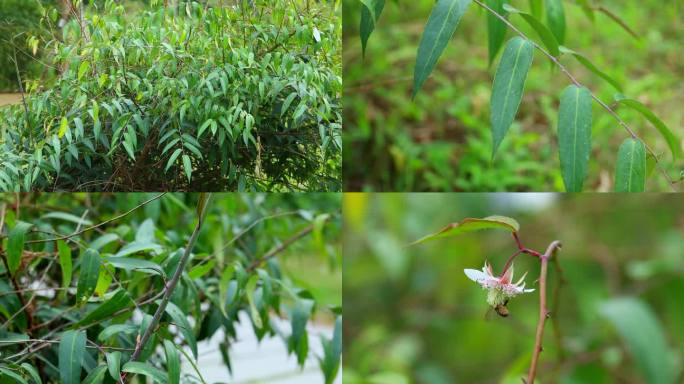 冠盖藤 白花 花蕊 叶 茎 植株 生境