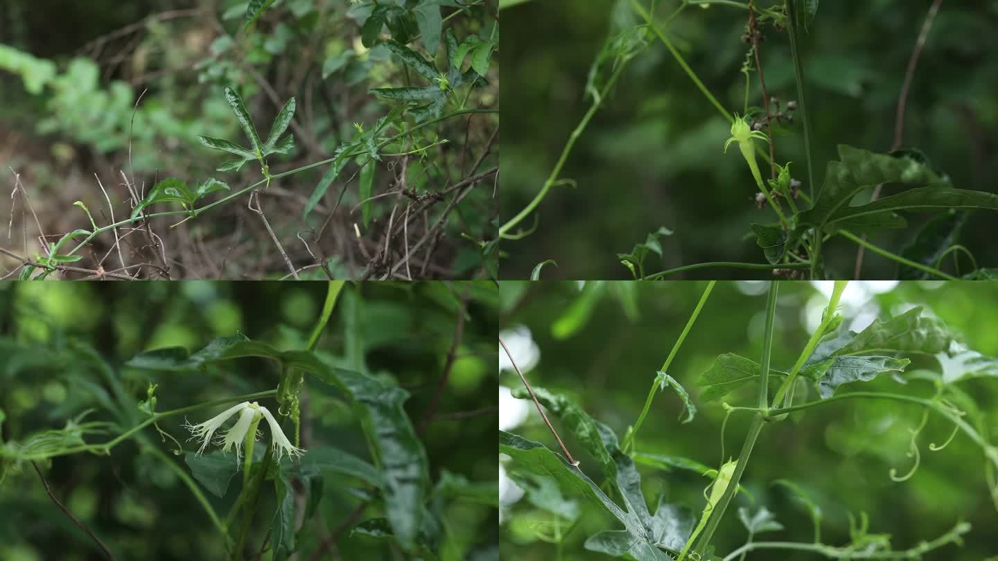 长萼栝楼  花蕾 白花 叶 茎蔓 植株