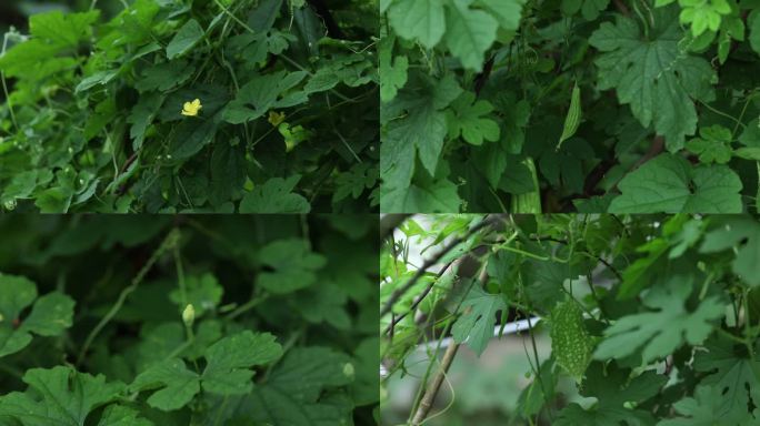 苦瓜 癞葡萄 蕾 黄花 果 叶 茎 植株