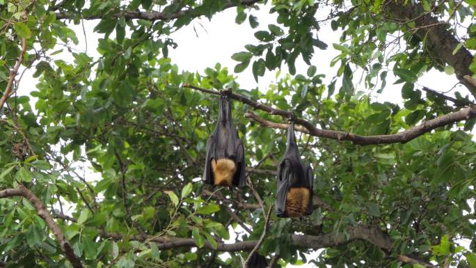 悬挂在树上的普通飞狐蝙蝠。