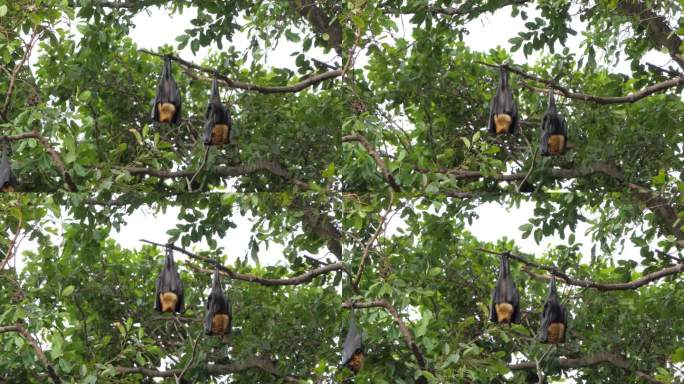 悬挂在树上的普通飞狐蝙蝠。