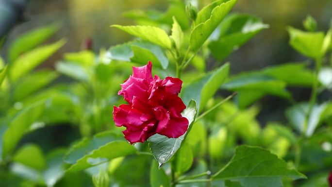 重瓣朱槿 花蕾 红花 叶 茎 植株 生境