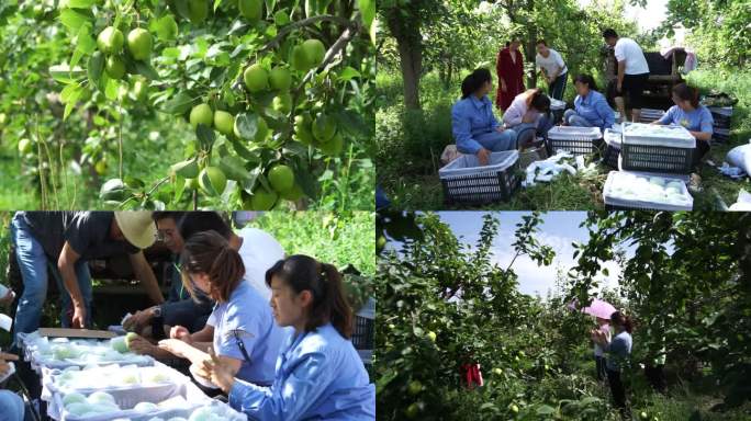 苹果梨丰收三农摘苹果梨农业种植脱贫致富