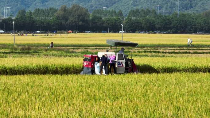 4K稻田收割 机割稻子 丰收 机械化生产