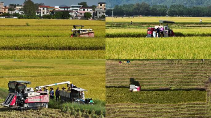 4K稻田收割 机割稻子 丰收 机械化生产