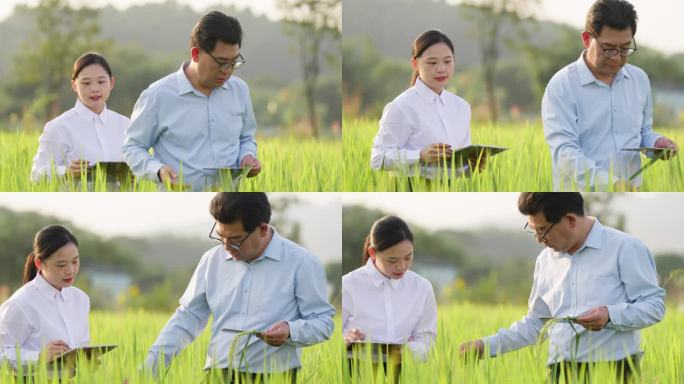 稻田里研究水稻