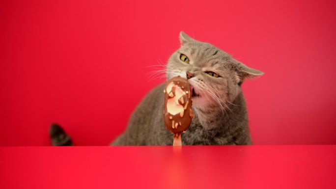 大眼淘气的肥胖猫舔着巧克力杏仁在红色背景上粘冰淇淋。英国种毛猫。