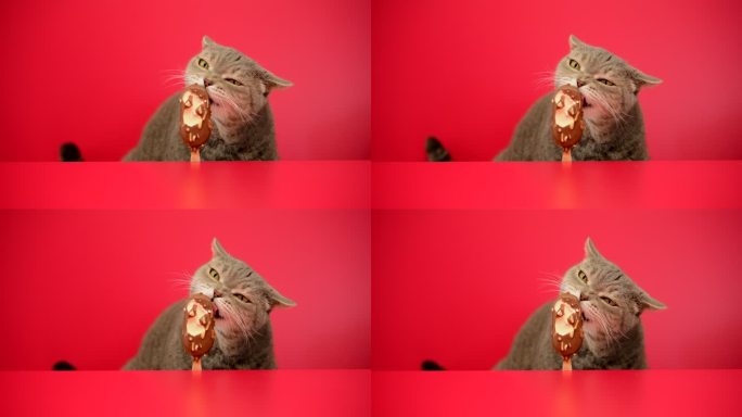 大眼淘气的肥胖猫舔着巧克力杏仁在红色背景上粘冰淇淋。英国种毛猫。