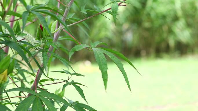 小悬铃花 花蕾 红花 果实 叶 茎 植株