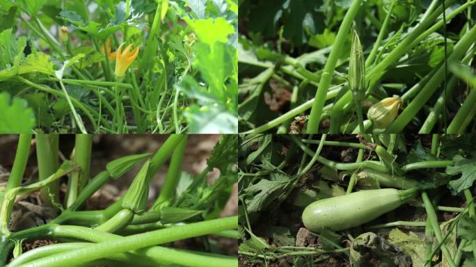 西葫芦 花蕾 黄花 果 叶 茎蔓 植株