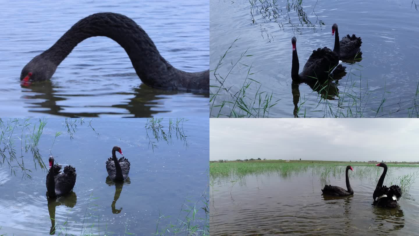 生态候鸟黑天鹅湖面嬉戏