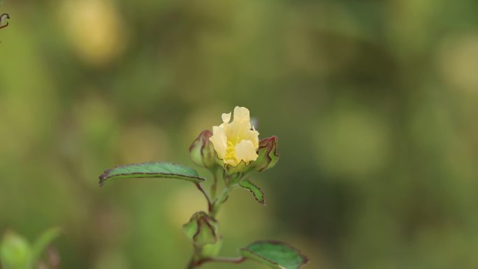 黄花稔 中药 黄花 果实 叶 茎 植株