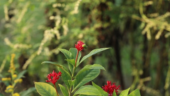 蛇根草 中药 红花 绿果 叶 茎 植株