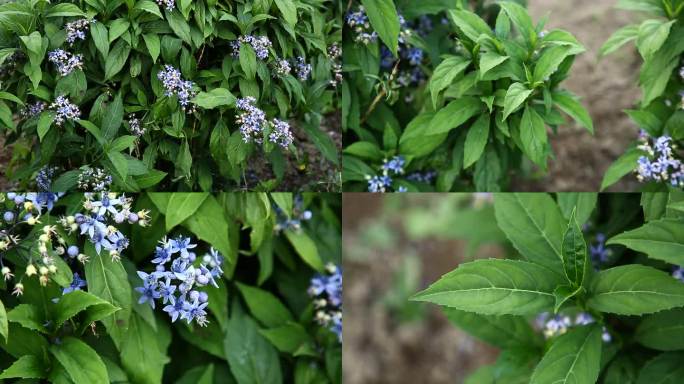 常山 花蕾 紫红色花 叶 茎 植株 生境