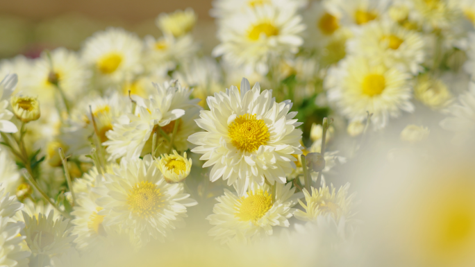 菊花 白菊 杭白菊 盐城白菊 福白菊