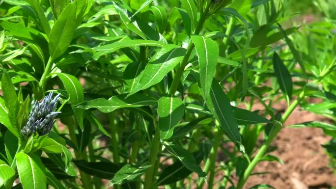 柳叶水甘草 花蕾 淡蓝色花 叶 茎 植株