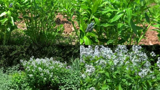 柳叶水甘草 花蕾 淡蓝色花 叶 茎 植株