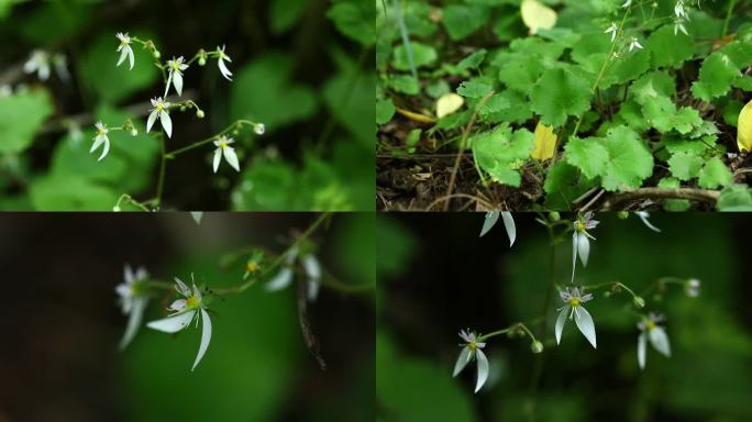 红毛虎耳草 蕾 白花 叶 茎 植株 生境