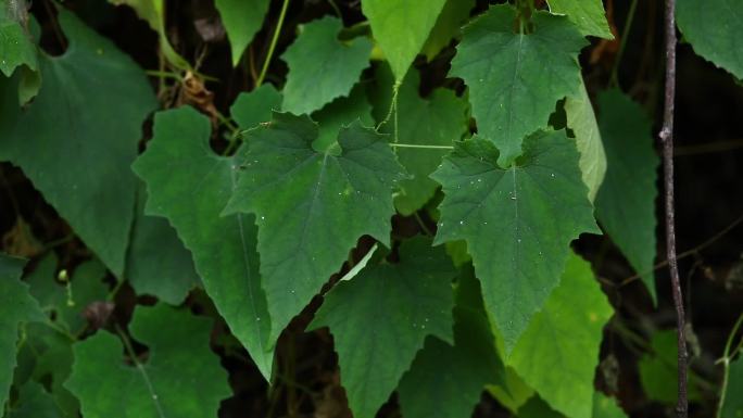 王瓜 红果 果实 叶 茎蔓 植株  生境