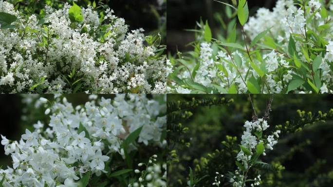 细梗溲疏 花蕾 白花 叶 茎 植株 生境