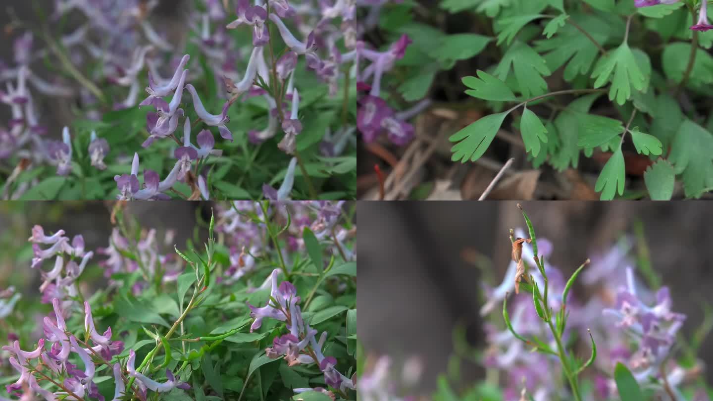延胡索 花蕾 淡紫色花 果 叶 茎 植株