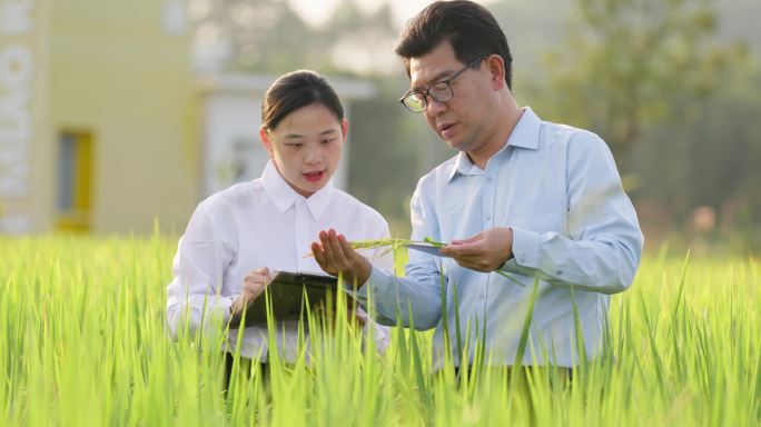 拿着水稻研究