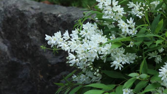 齿叶溲疏 花蕾 白花 叶 茎 植株 生境