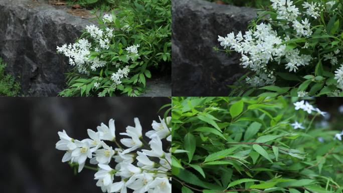 齿叶溲疏 花蕾 白花 叶 茎 植株 生境