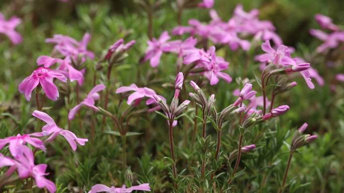 针叶天蓝绣球 花蕾 粉花 叶 茎 植株