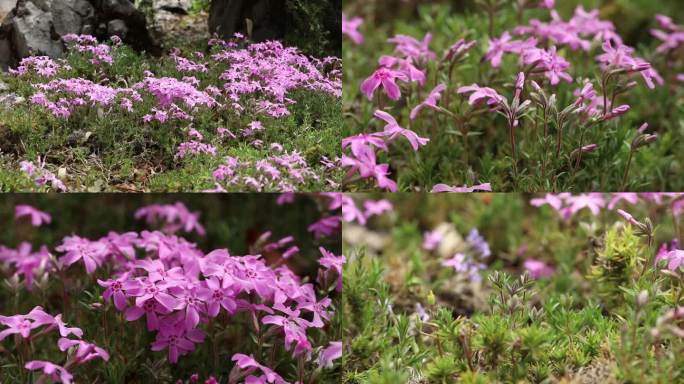 针叶天蓝绣球 花蕾 粉花 叶 茎 植株