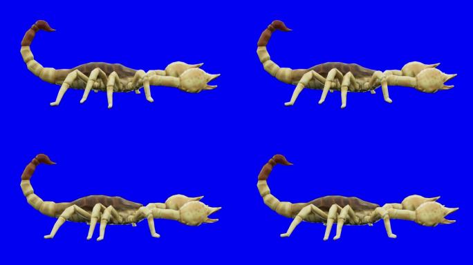 在蓝屏上行走的蝎子。动物、野生动物、游戏、返校、3d动画、短视频、电影、卡通、有机、色度键、人物动画