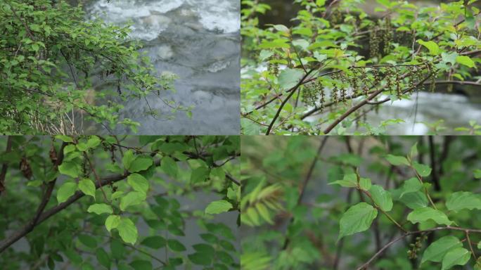 中华旌节草  果 叶 茎 植株 风景