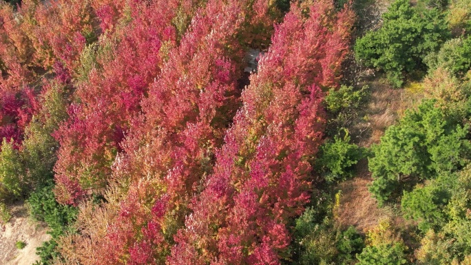 航拍环绕秋天的红枫树