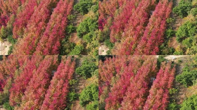 航拍环绕秋天的红枫树