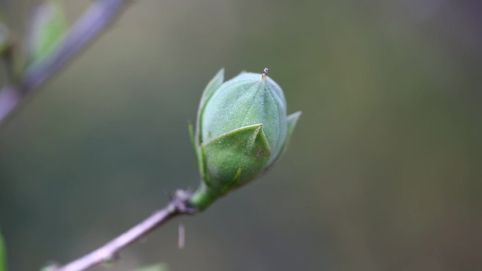 木槿 花蕾 粉花 果 叶 茎 植株 生境