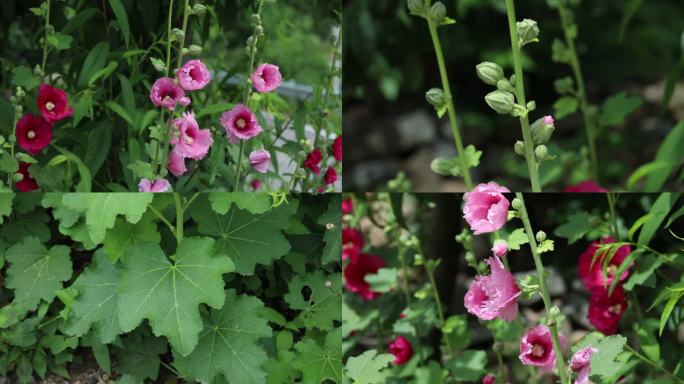 蜀葵 蕾 红花 粉花 叶 茎 植株 生境