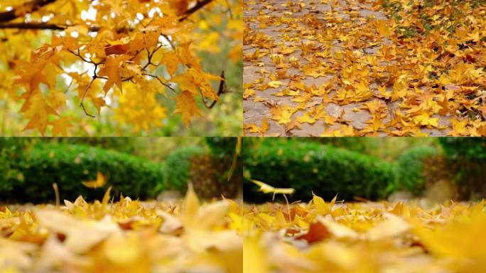 秋天的黄叶飘落