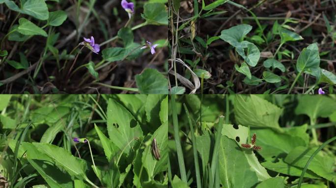 细距堇菜 蕾 淡紫色花 果 种子 叶 茎