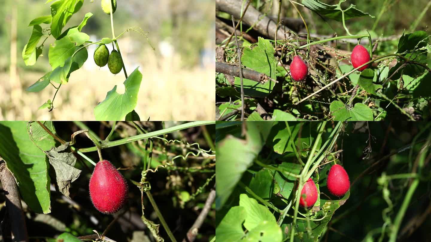 南赤瓟 红果 绿果 叶 茎蔓 植株 生境