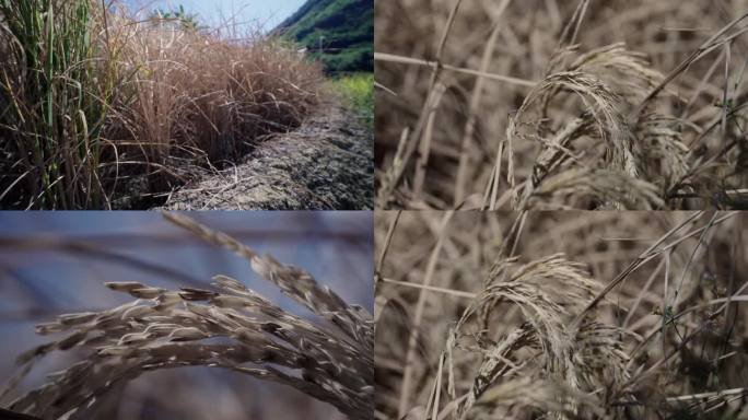 干旱农田土地缺水-庄稼欠收粮食减产