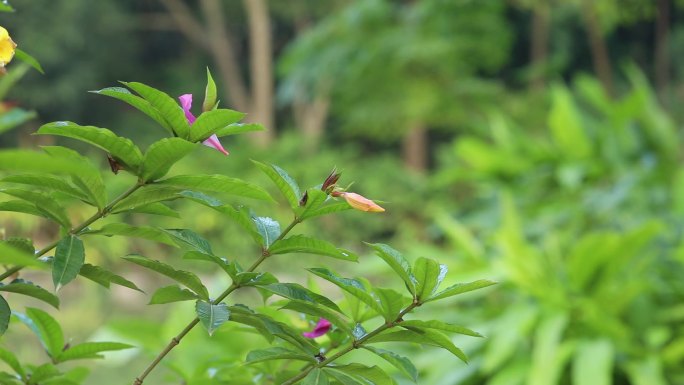 黄蝉 花蕾 黄色花 叶 茎 植株 生境