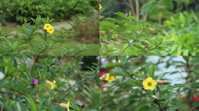 黄蝉 花蕾 黄色花 叶 茎 植株 生境