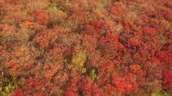 航拍山东枣庄杨峪水库西山坡漫山遍野的红叶