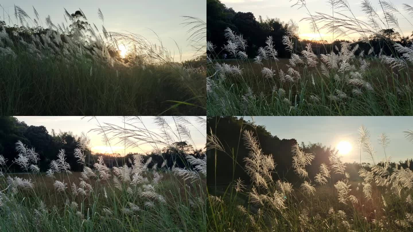 晚霞落日野草逆光晚风吹野草 山芒草花开