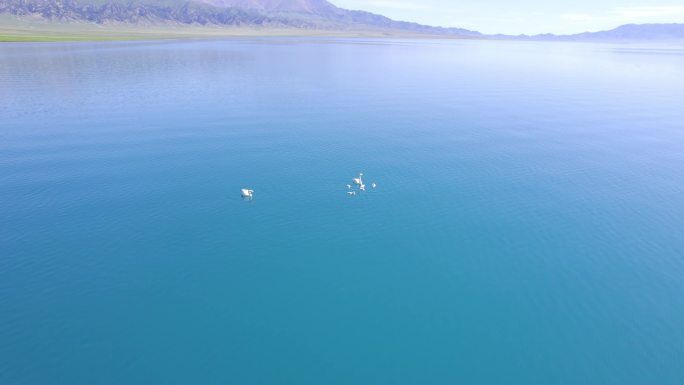 赛里木湖 骑马 牧民 船 天鹅 骏马奔跑