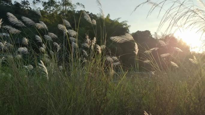 晚霞落日野草逆光晚风吹野草山芒草花开