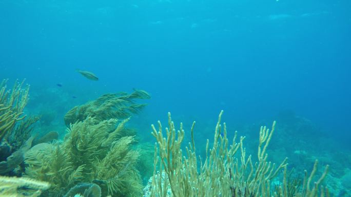 沿着加勒比海珊瑚礁游泳