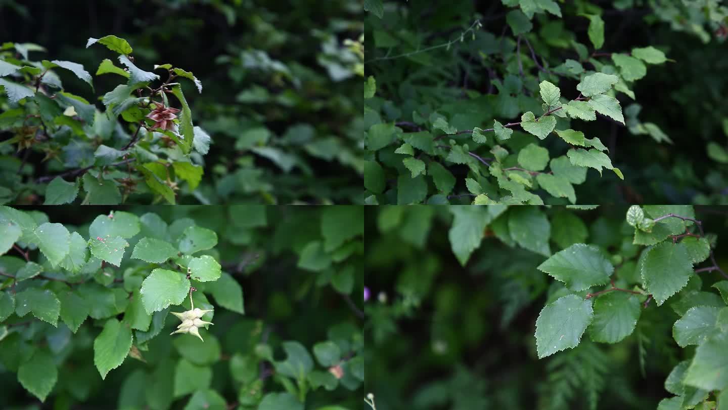 虎榛子 果实 种子 叶 茎秆 植株 生境